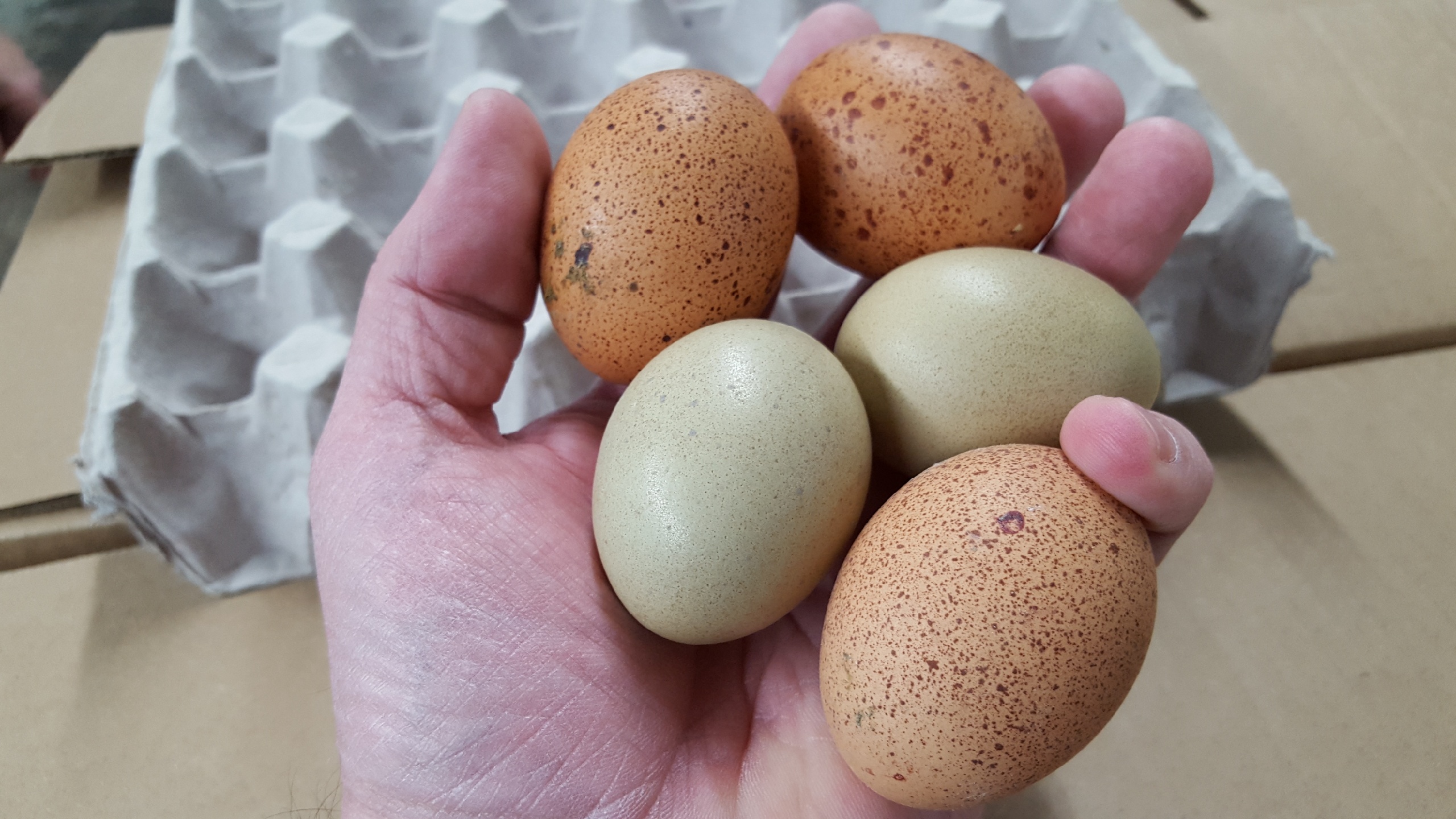 Speckled Egger™ Fertile Hatching Eggs for Sale Fresh/Fertile Eggs