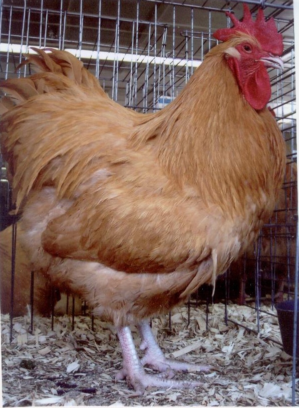 Hatchery Choice are shipped at 1 day of age,	the	chicks arrive at your post office at 2-3 days of age