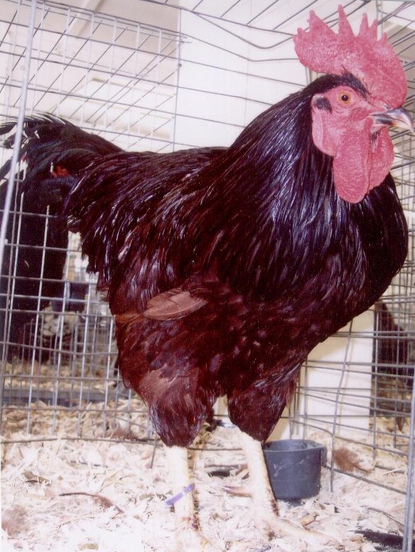 Hatchery Choice are shipped at 1 day of age,	the	chicks arrive at your post office at 2-3 days of age