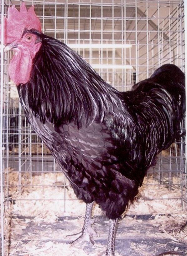 Hatchery Choice are shipped at 1 day of age,	the chicks	arrive at your post office at 2-3 days of age