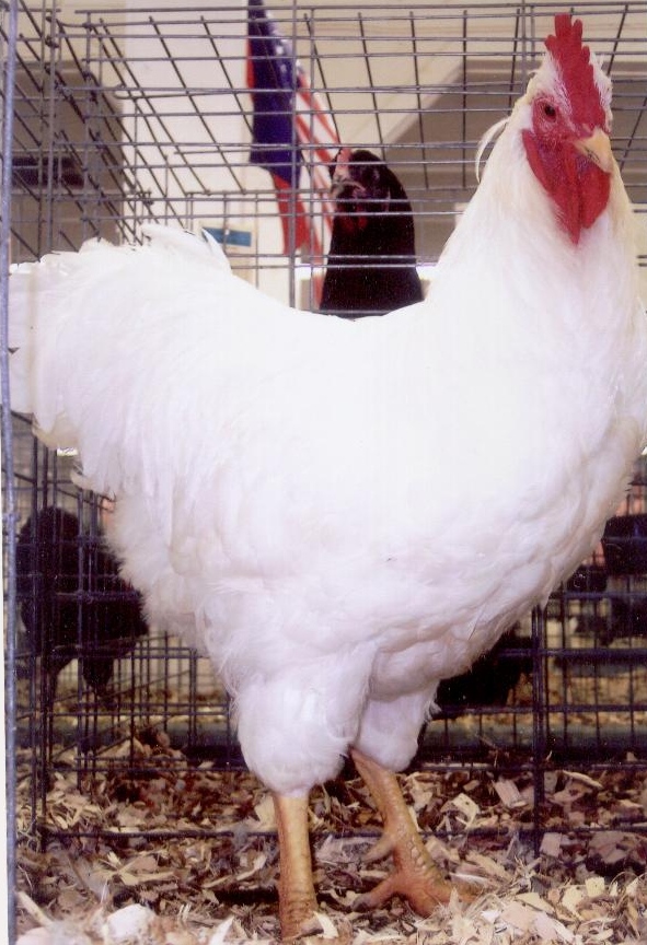 Hatchery Choice are shipped at 1 day of age,	the	chicks arrive at your post office at 2-3 days of age