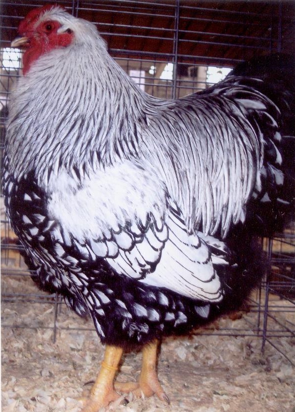 Hatchery Choice are shipped at 1 day of age,	the	chicks	arrive at your post office at 2-3 days of age