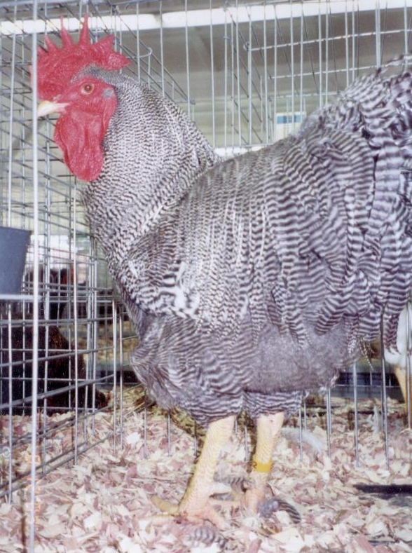 Hatchery Choice are shipped at 1 day of age,	the	chicks arrive at your post office at 2-3 days of age