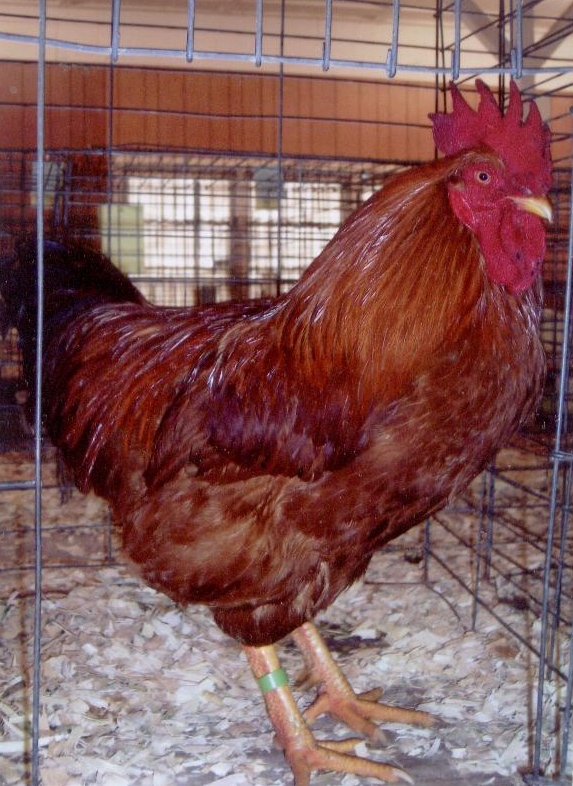 Hatchery Choice are shipped at 1 day of age,	the chicks	arrive at your post office at 2-3 days of age