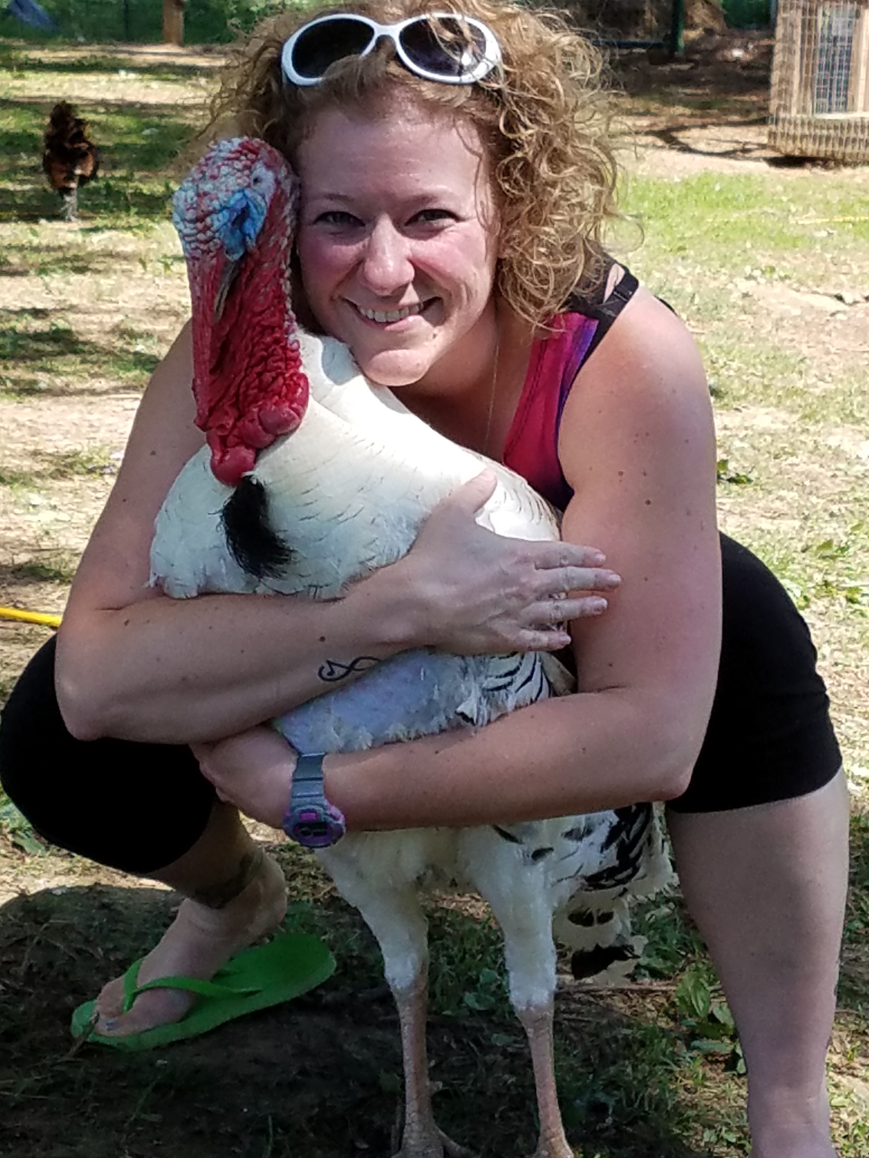 Royal Palm Turkey Heritage Breed Turkeys Cackle Hatchery