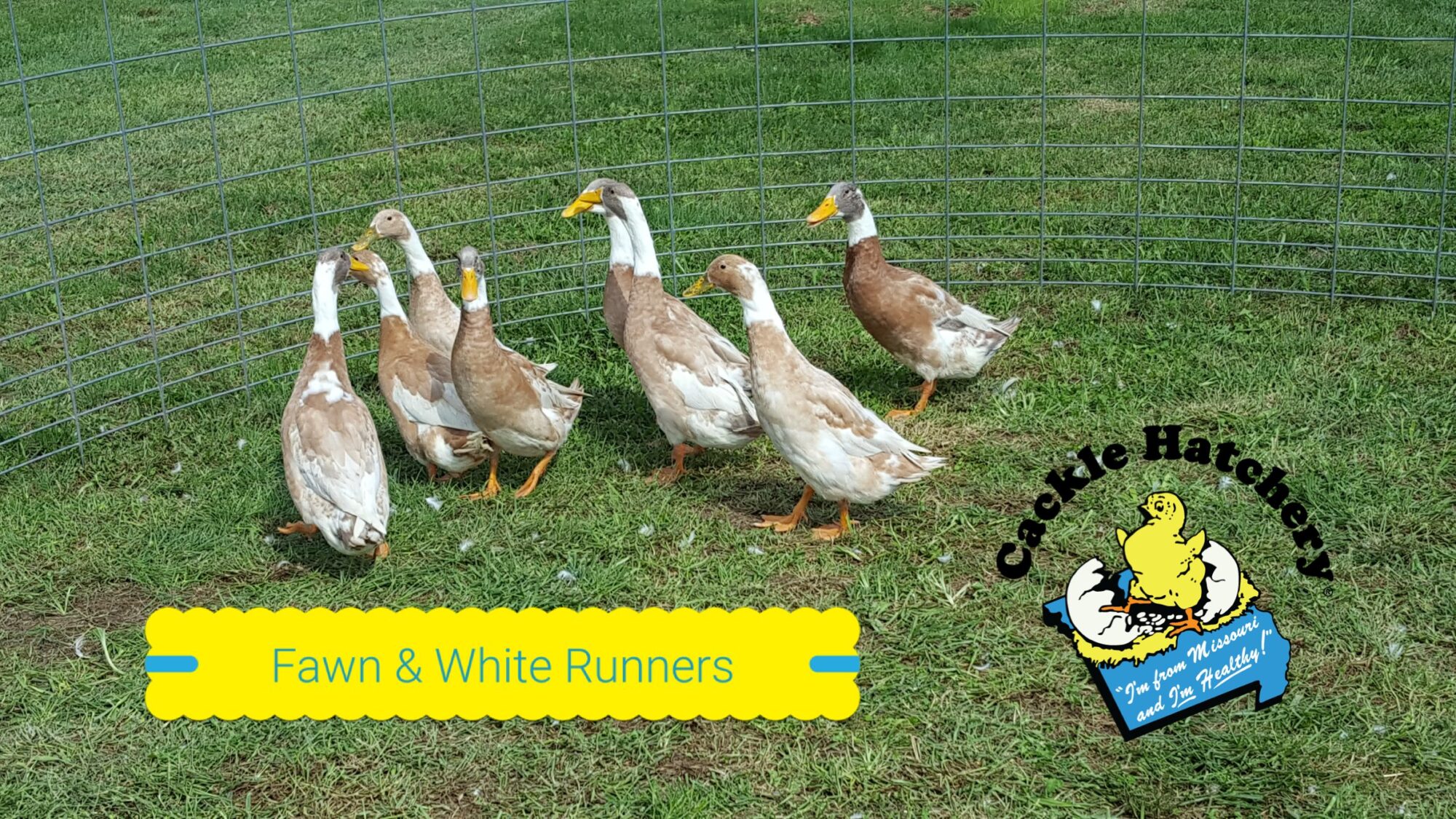 Fawn and White Runner Ducks Baby Ducklings Cackle Hatchery