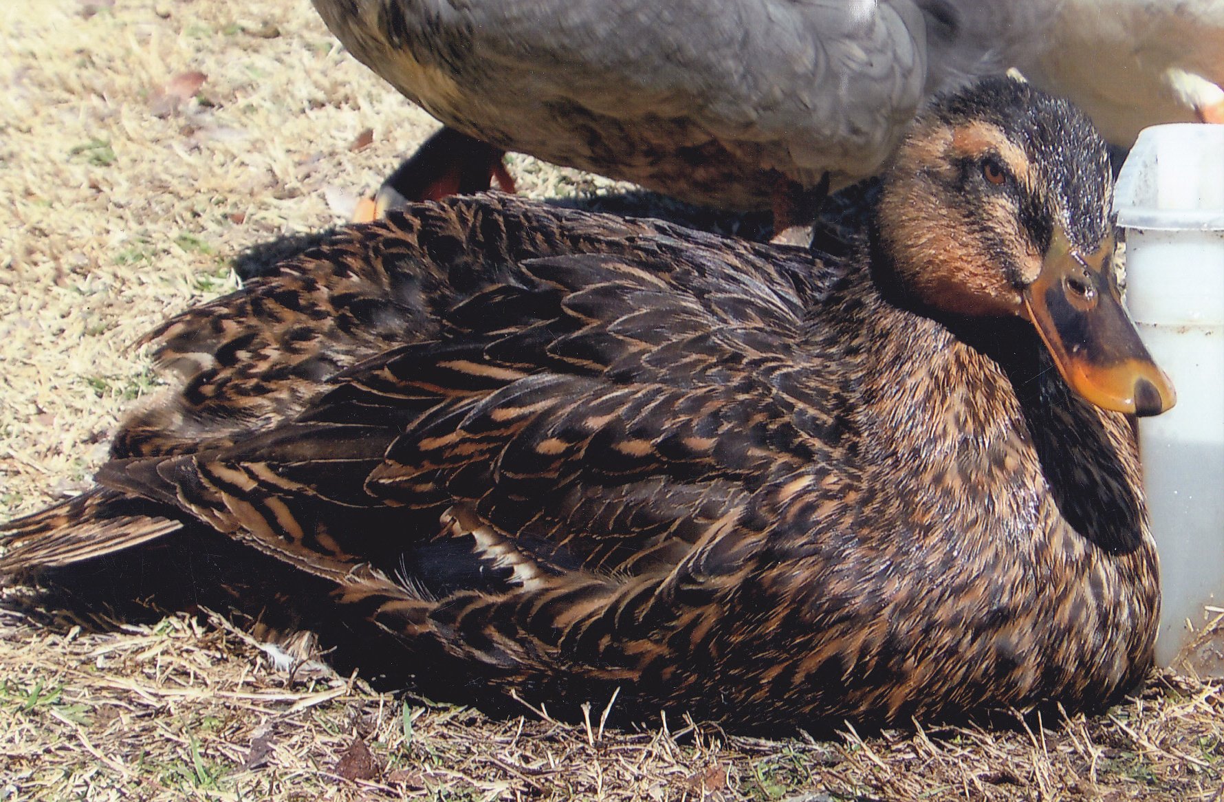 Rouen Ducks Ducklings for Sale Online Cackle Hatchery