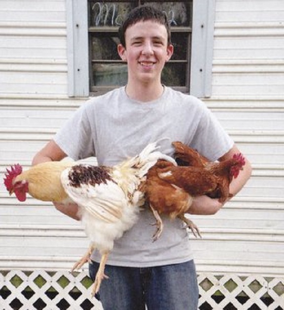 Cinnamon Queen Chickens Baby Chicks for Sale Cackle Hatchery