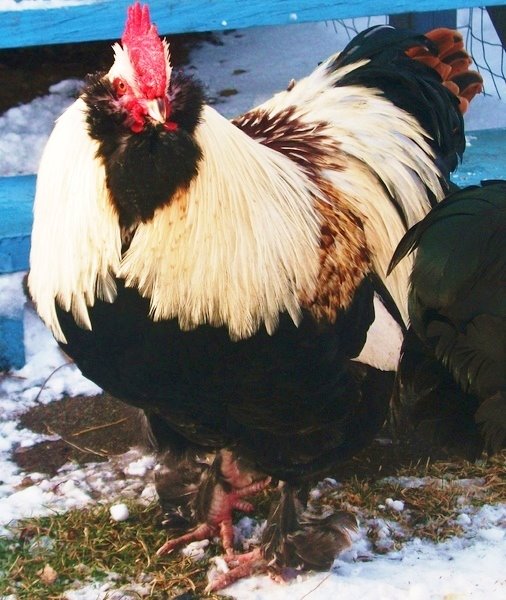 Salmon Faverolle Chickens Baby Chicks for Sale Cackle Hatchery