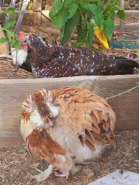 Salmon Faverolle Chickens Baby Chicks for Sale Cackle Hatchery