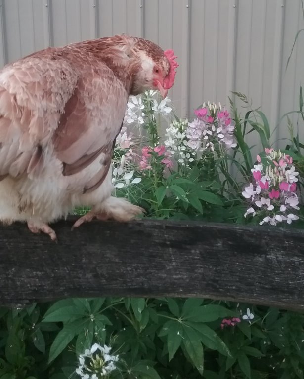 Salmon Faverolle Chickens Baby Chicks for Sale Cackle Hatchery