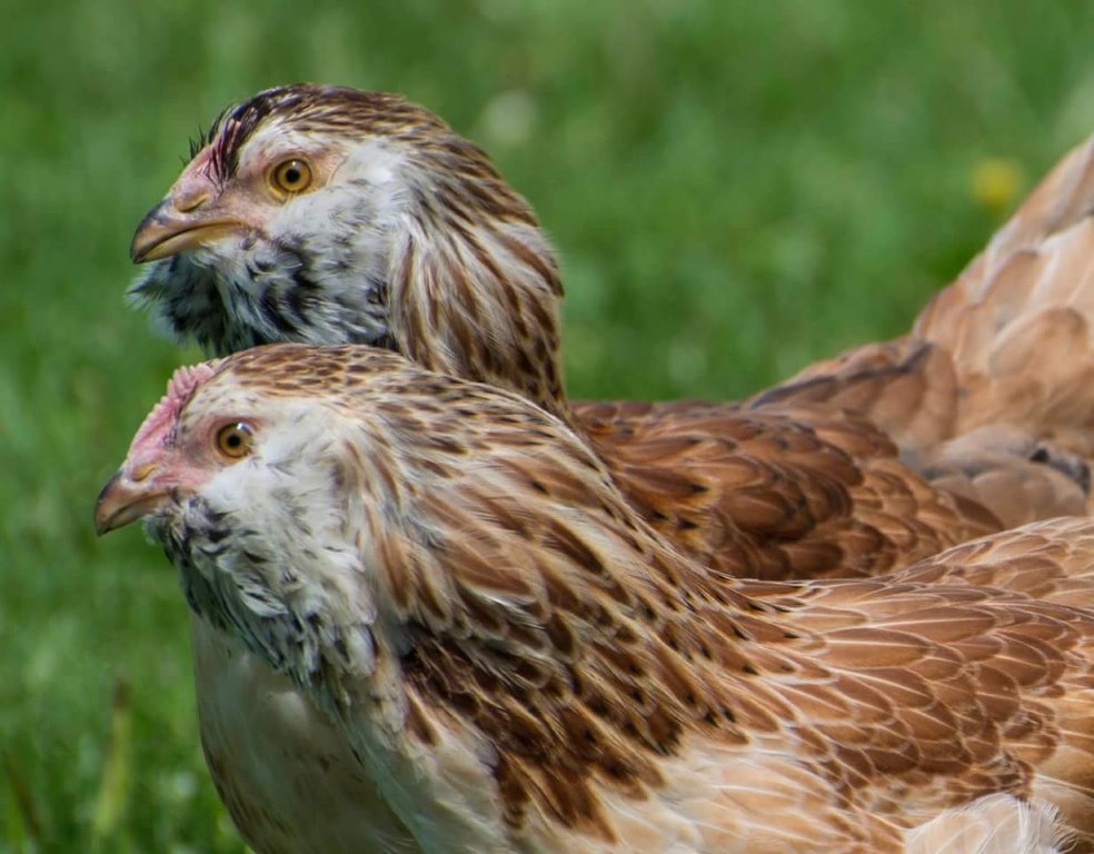 Salmon Faverolle Chickens Baby Chicks for Sale Cackle Hatchery