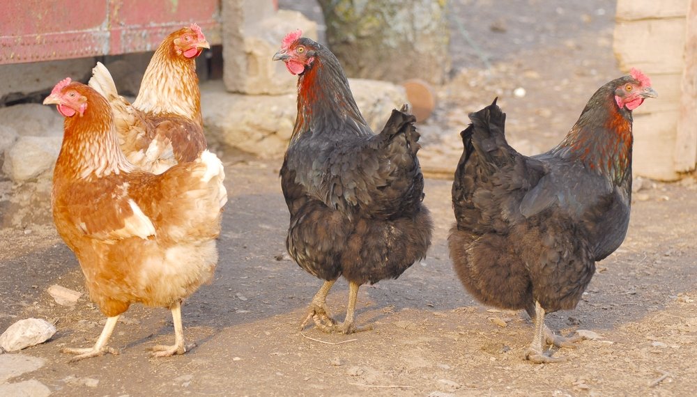 Two Breed Heavy Pullet Hatchery Special Cackle Hatchery