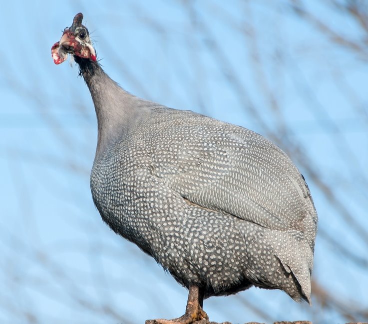 Lavender Guinea Fowl Guinea Keets for Sale Cackle Hatchery