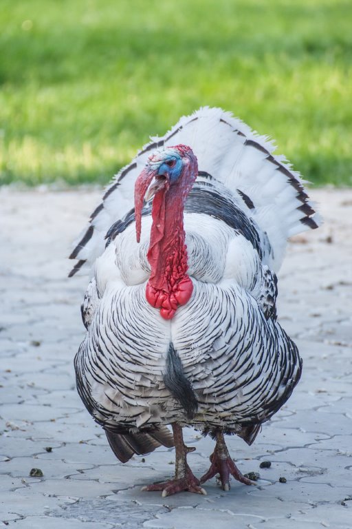 Royal Palm Turkey Heritage Breed Turkeys Cackle Hatchery