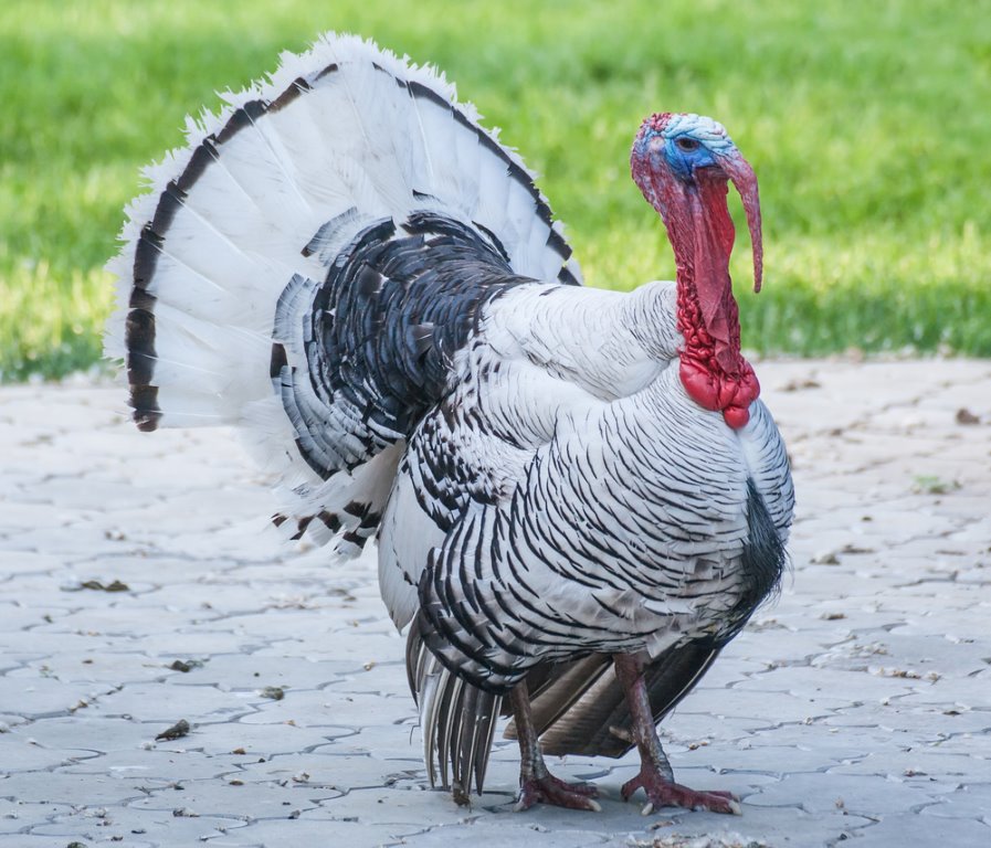 Royal Palm Turkey Heritage Breed Turkeys Cackle Hatchery