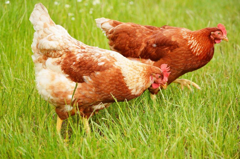 Cinnamon Queen Chickens Baby Chicks for Sale Cackle Hatchery