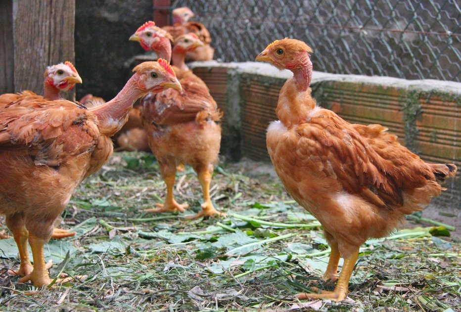 Turken "Naked Neck" Chicks for Sale Cackle Hatchery