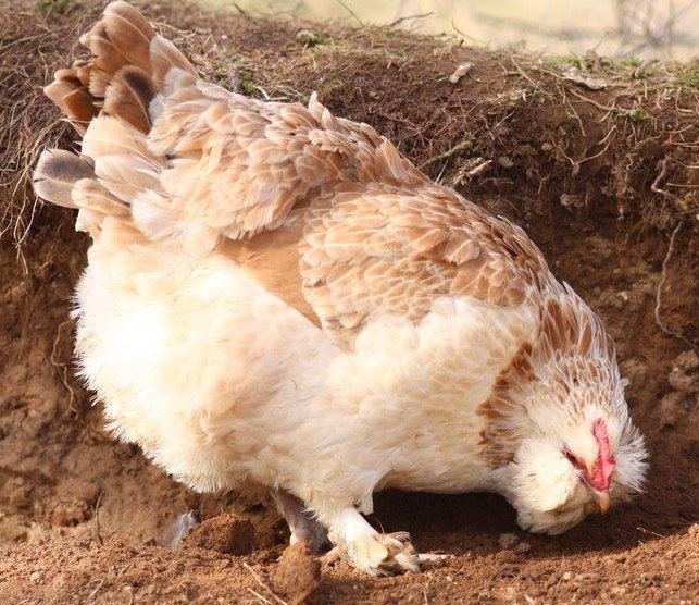 Salmon Faverolle Chickens Baby Chicks for Sale Cackle Hatchery