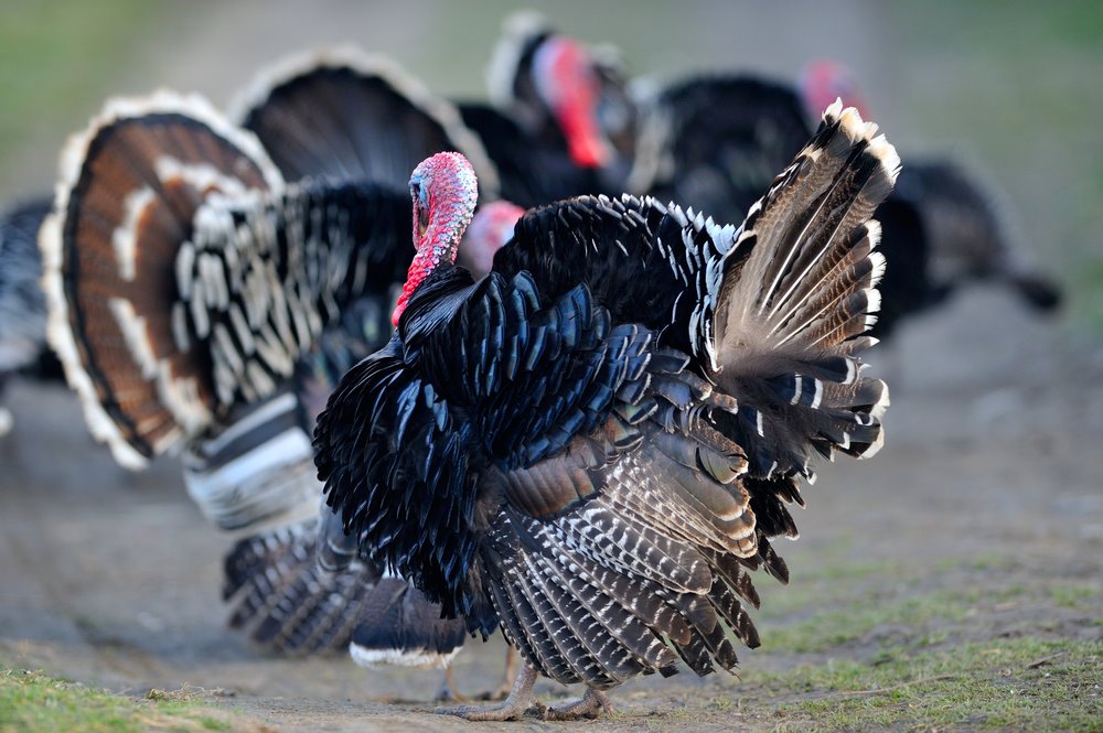 Broad Breasted Bronze Turkey Poults Cackle Hatchery