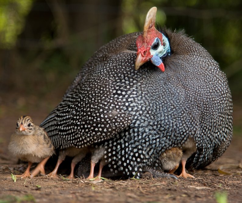 Pearl Guinea Keets Guinea Fowl for Sale Cackle Hatchery