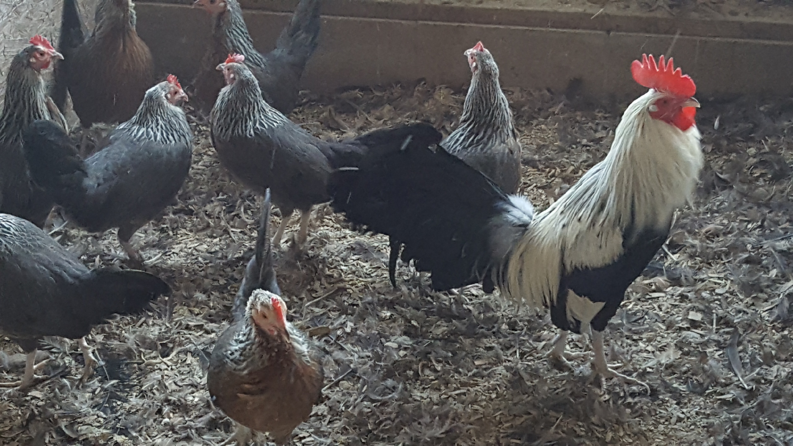 Silver Duckwing Old English Chickens Cackle Hatchery