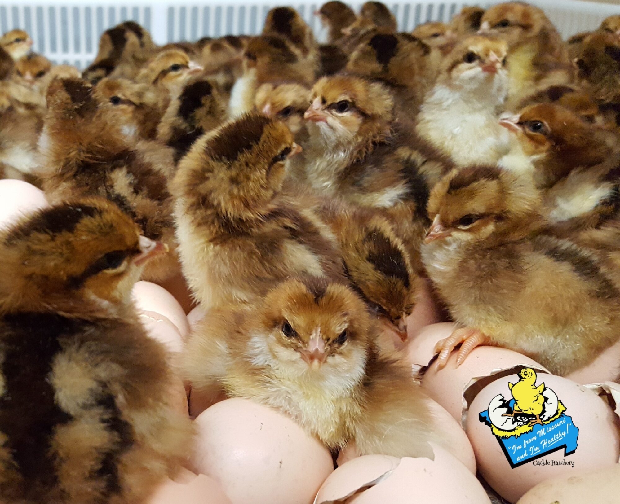 Speckled Sussex Chickens Baby Chicks for Sale Cackle Hatchery