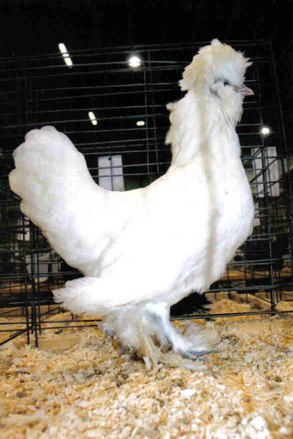 White Sultan Chickens : Baby Chicks for Sale | Cackle Hatchery