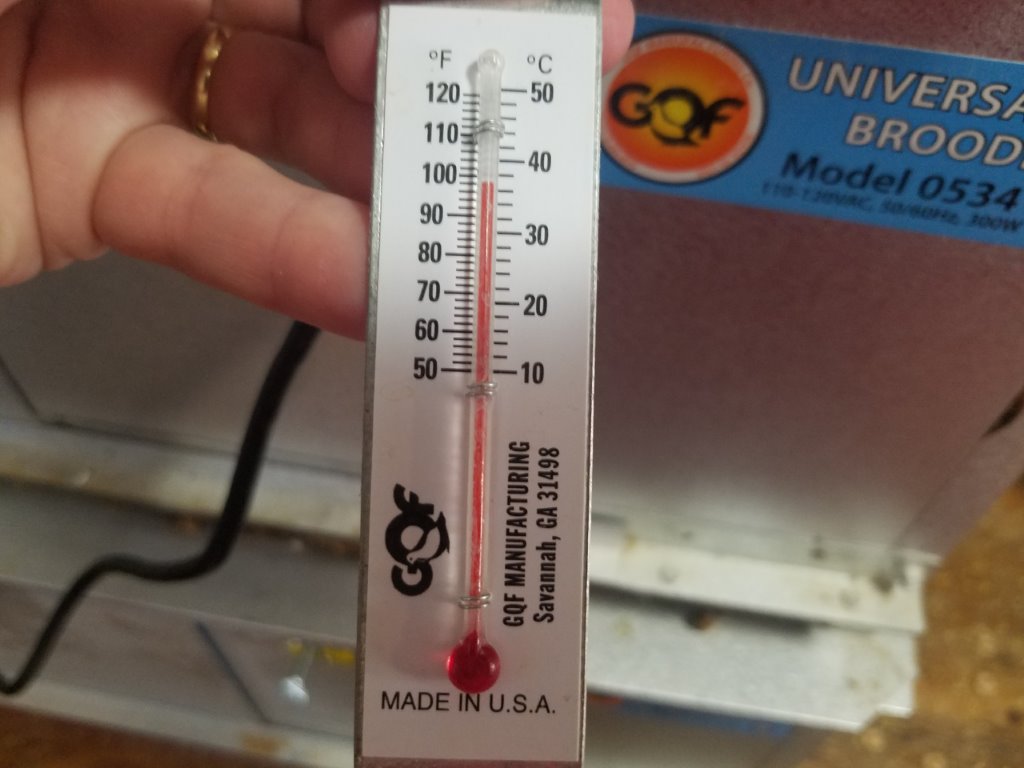 Baby Chickens Small Thermometer Brooder Equipment Cackle Hatchery