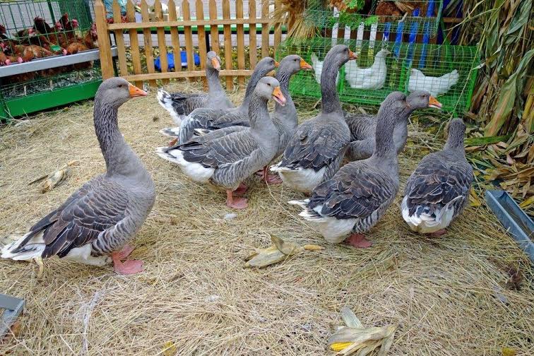 Toulouse Geese for Sale Waterfowl Hatchery Cackle Hatchery