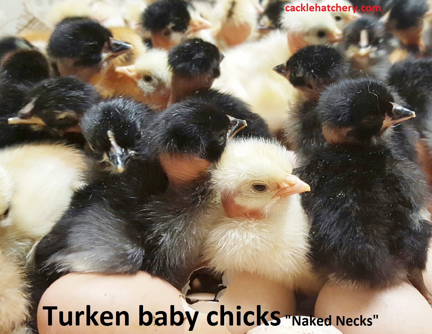 Turken "Naked Neck" Chicks for Sale Cackle Hatchery