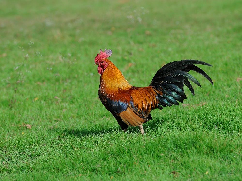 Black Breasted Red Old English Bantams Cackle Hatchery