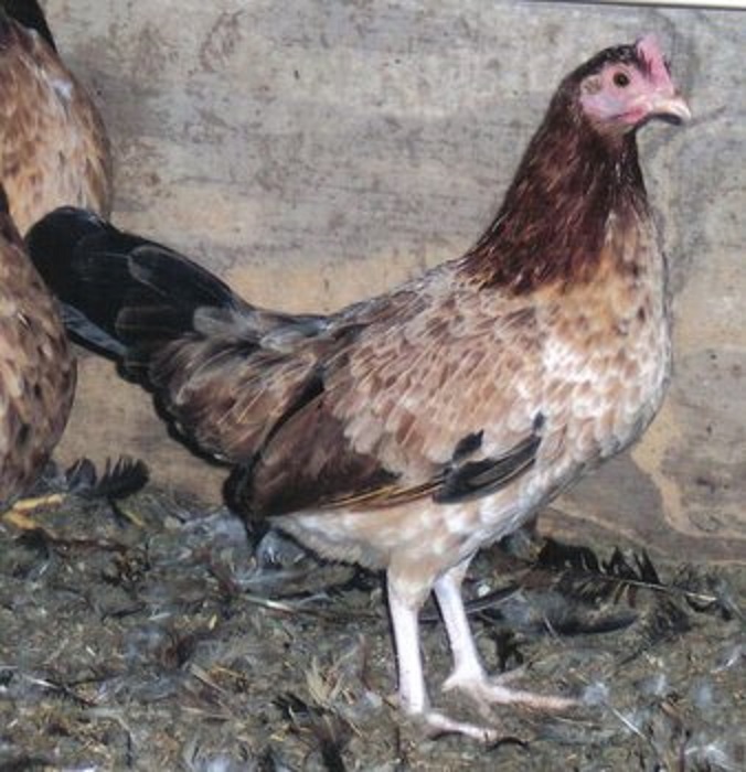 Wheaten Standard Old English Baby Chicks Cackle Hatchery