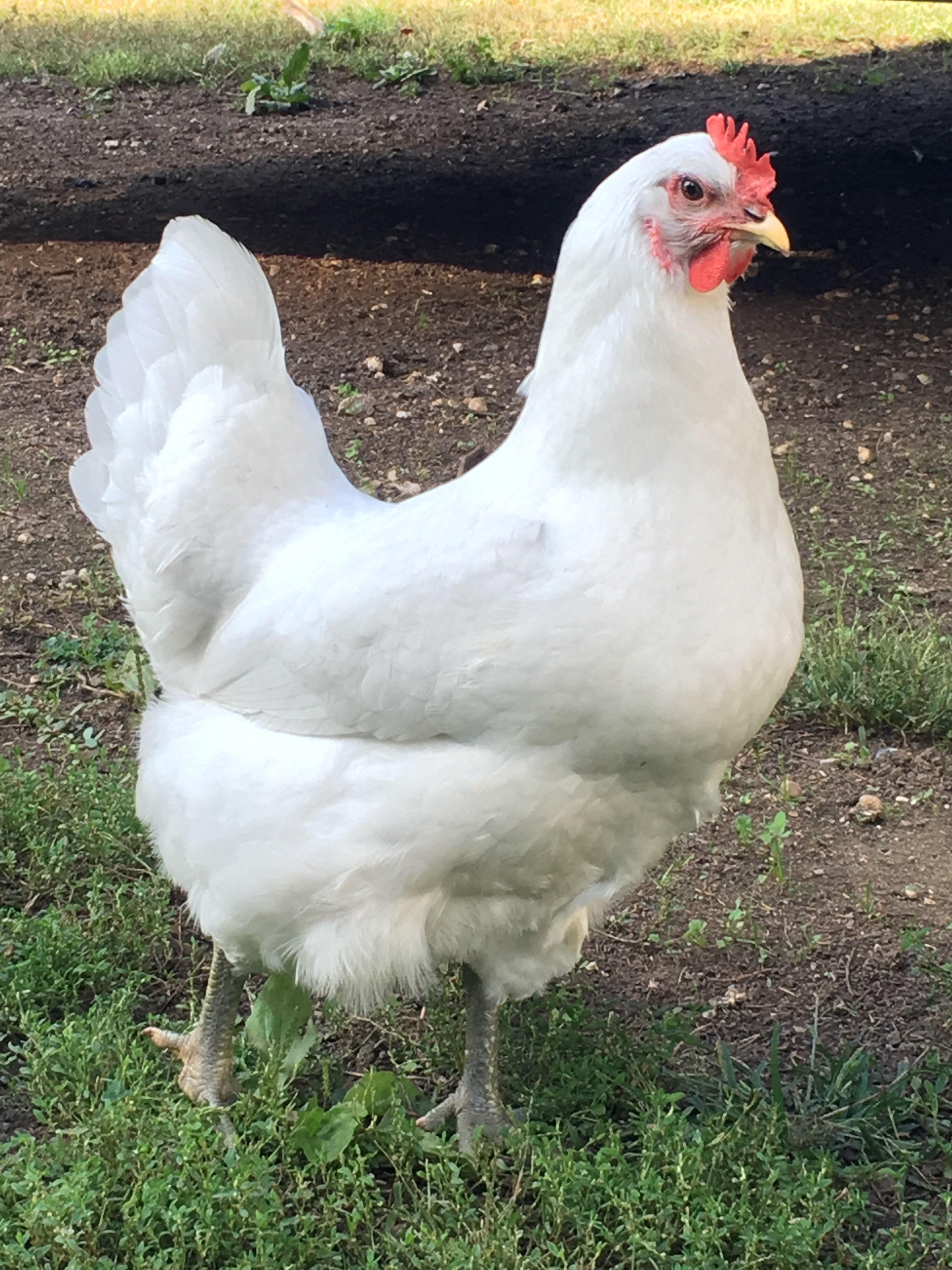 White Jersey Giant Chickens Baby Chicks for Sale Cackle Hatchery