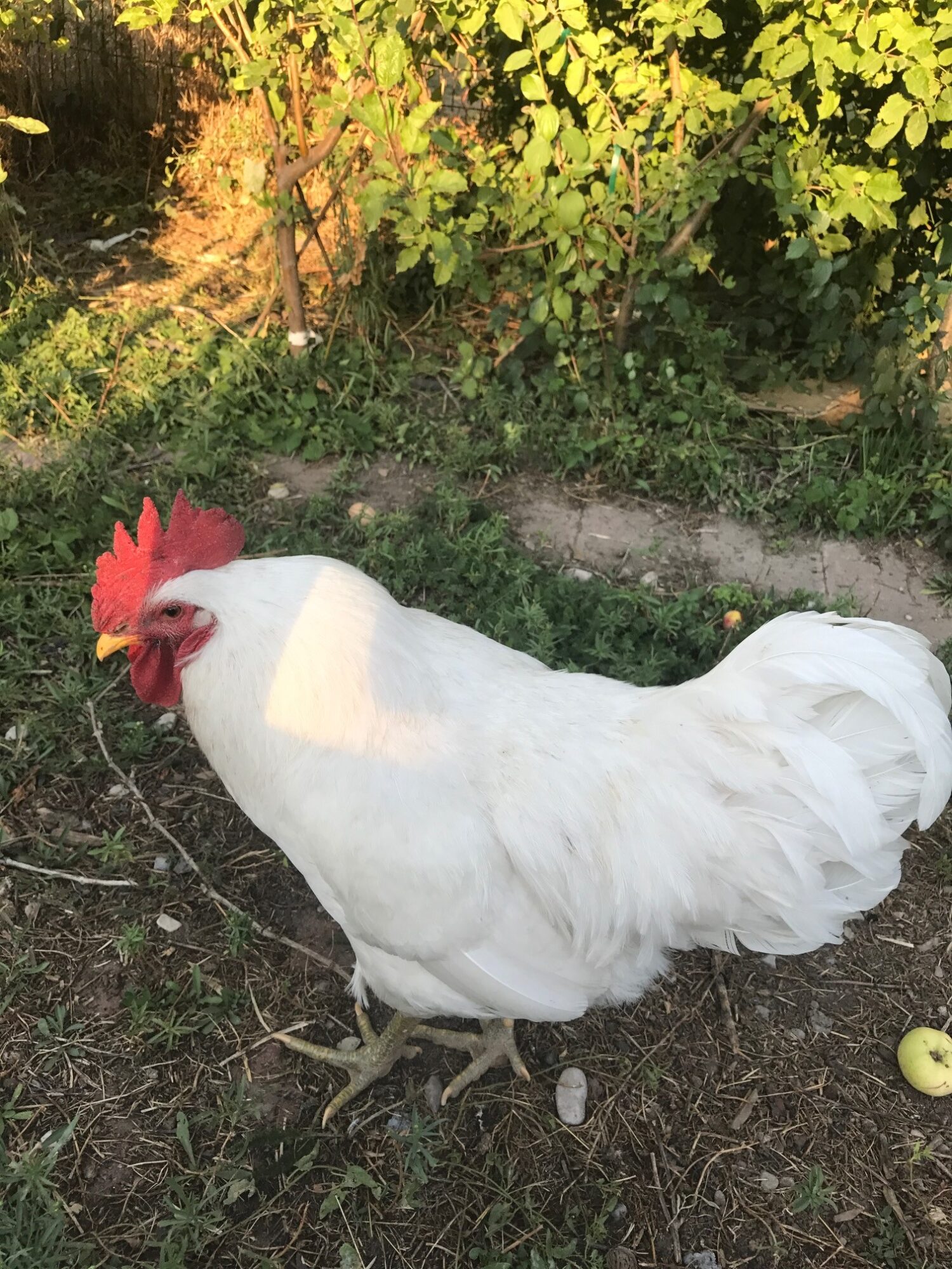 White Jersey Giant Chickens Baby Chicks for Sale Cackle Hatchery