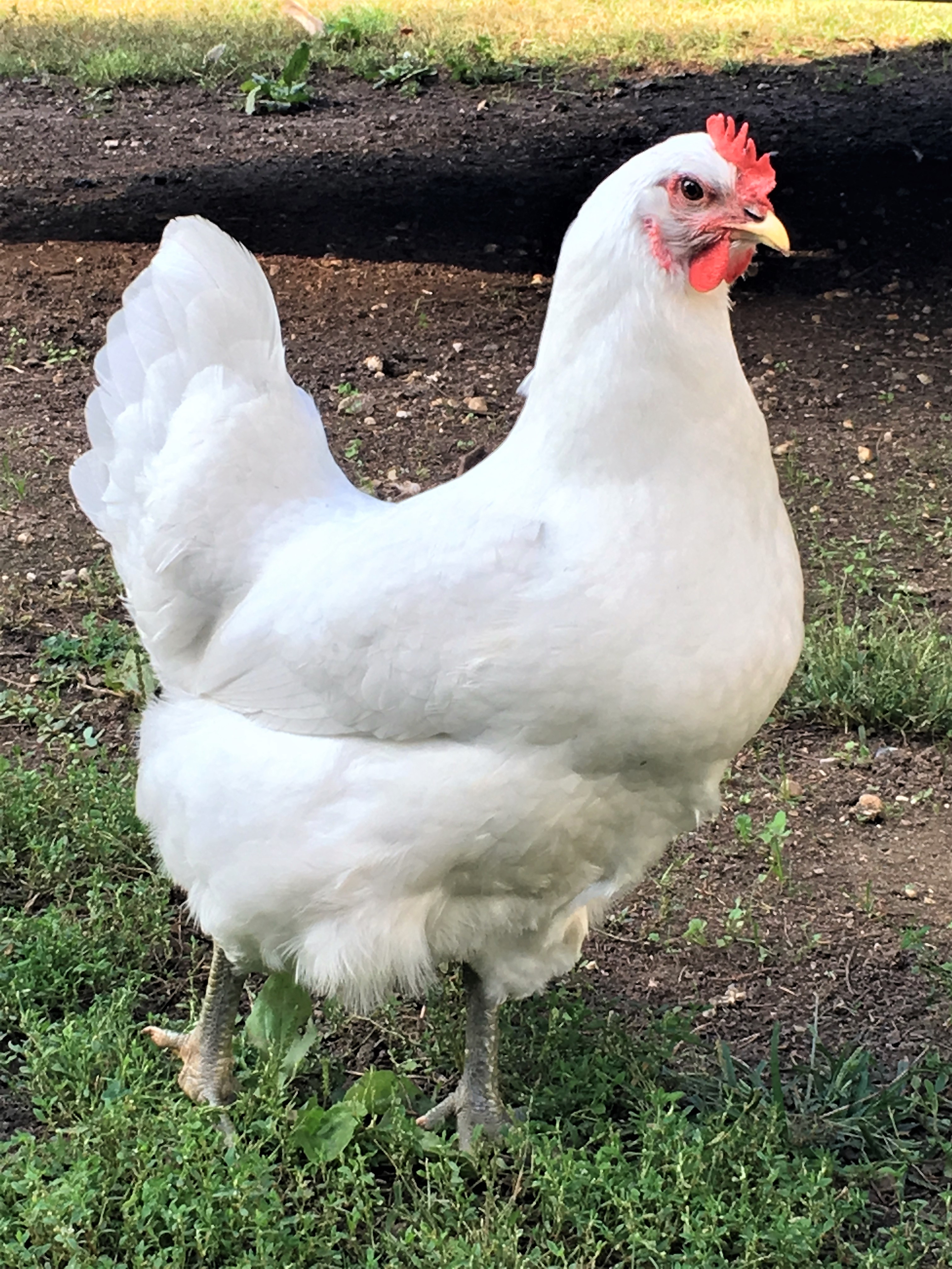 White Jersey Giant Chickens Baby Chicks for Sale Cackle Hatchery