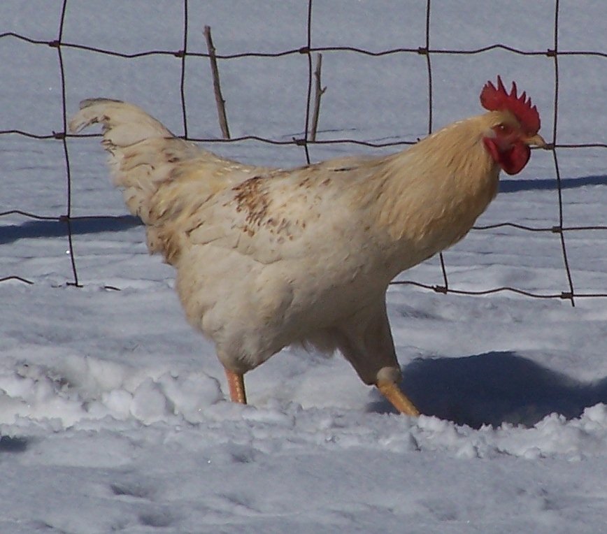 Cinnamon Queen Chickens Baby Chicks for Sale Cackle Hatchery