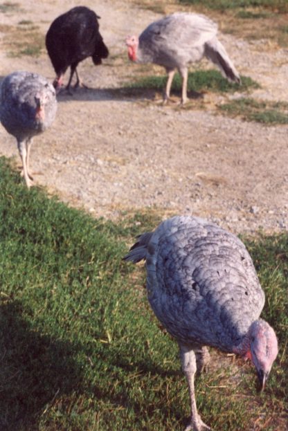 Blue Slate Turkey