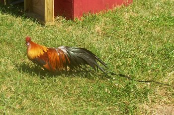 “Black Breasted Red Phoenix Bantam Rooster”