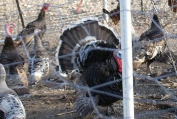 Narragansett Turkey Flock