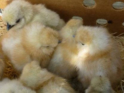 White Silkie Bantam Chicks