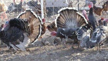 Narragansett Turkey Flock