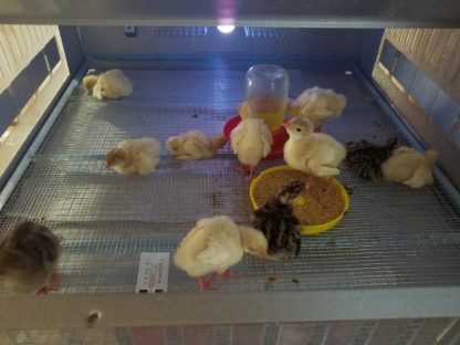 Poultry Brooder