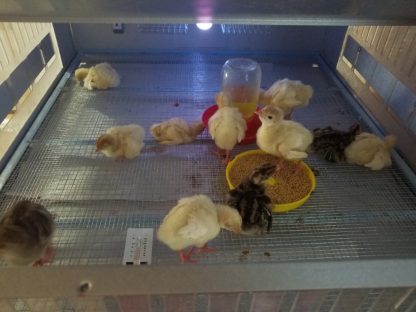 Five Deck Game Bird/Poultry Brooder