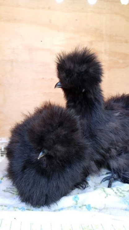 Black Silkie Bantam