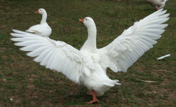 White Embden Geese (Male and Female) bought from Cackle Hatchery®. Enjoy them everyday. Jan McCrackin