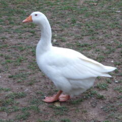 White Embden Geese