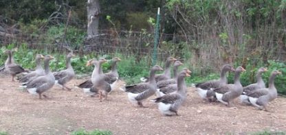 Group of Toulouse Geese