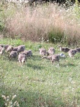 Young Toulouse Geese Breed