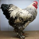 Silver Laced Standard Cochin Chicken Cockerel